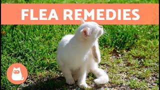 Home Remedies for KILLING FLEAS on Kittens 🐜🐱  Do They Work [upl. by Adnolay]