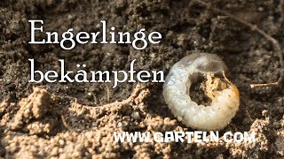 Engerlinge Maikäfer bekämpfen [upl. by Kcirdaed]