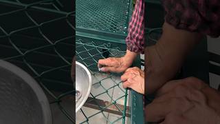 Protection net mesh wire fence assembly process green wire net fence connecting process [upl. by Nadirehs]