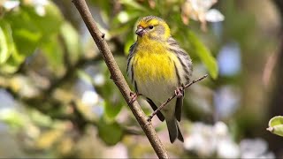 Serin Cini Serin serinus serinus Ambleteuse avril 2024 [upl. by Persian]