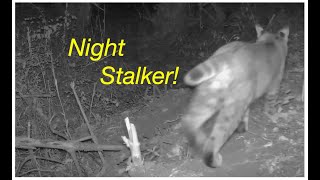 Night Stalker Episode 23Liberty Lake Wildlife [upl. by Anaerol942]