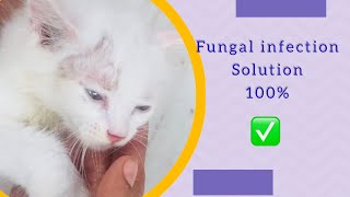 fungal infection l cat rashes l kaise kam kare l 💯✅ cat skin problem thecatlife [upl. by Reynolds]