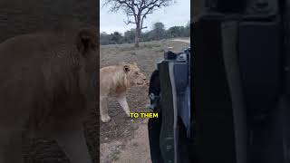 Why lions dont attack safari tour 🦁 [upl. by Tacye90]