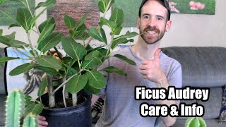 Ficus AudreyBanyan Tree Care amp Info Ficus benghalensis [upl. by Letty725]