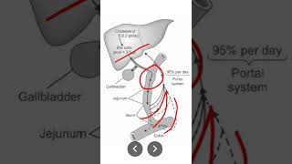 Enterohepatic circulation [upl. by Dardani380]