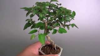 イワシデ盆栽O1（岩四手 盆栽）Carpinus turczaninovii Hance bonsai [upl. by Aer]