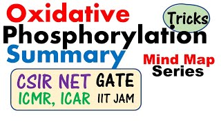 A2 Biology  Respiration Mitochondria structure and functions OCR A Chapter 182 [upl. by Arymas]