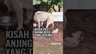 Harapan Baru utk Anjing Kecil [upl. by Enajyram]