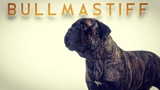 Bullmastiff  புல் மாஸ்டிப்  storyboard [upl. by Nyleikcaj]