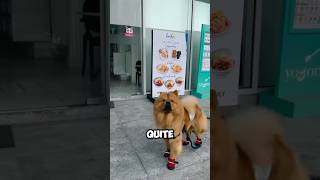 The Smartest Dog Ever😅 [upl. by Arykat]