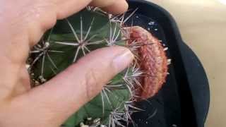 Melocactus root loss update [upl. by Hamilah]