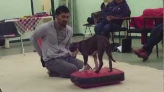 Clicker training with Kamal Fernandez [upl. by Enajharas]