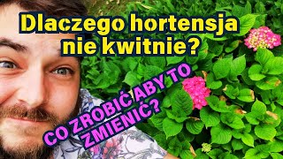 DLACZEGO HORTENSJA NIE KWITNIE  co zrobić aby to zmienić 🌸 [upl. by Leumhs]