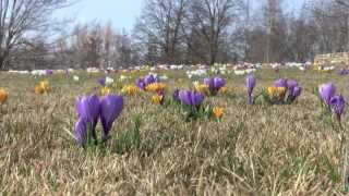 Crocuses on Evening Island [upl. by Novit745]