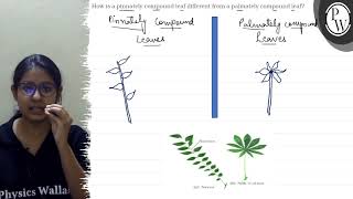 How is a pinnately compound leaf different from a palmately compoun [upl. by Earal830]