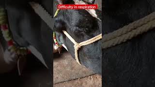 difficult in respiration cow youtubeshorts animals farming buffaloytshortsindia [upl. by Fina167]