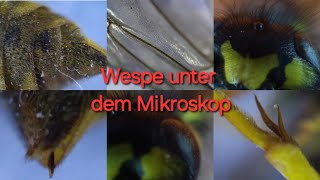 Wespe unter dem Mikroskop  300  600 fache Vergrößerung Fühler Kopf Stachel Flügel Augen [upl. by Nivla]