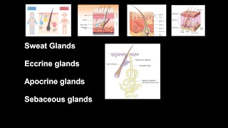 Difference Between Apocrine Sweat Glands and Merocrine Sweat Glands [upl. by Clarabelle381]