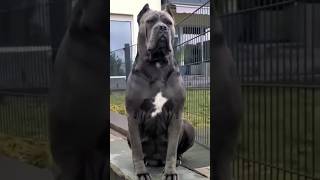 DOG TRAINING tips 🔥dog dogsofinstagram viralvideo dogtraining ddk9 viral p [upl. by Messab863]