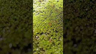 Mosses are nonflowering plants which produce spores and have stems and leaves [upl. by Inamik]