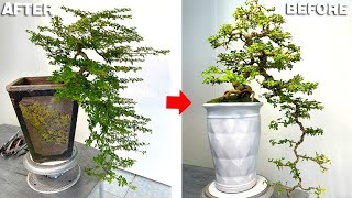 This is how I style a bonsai tree in a waterfall shape suitable for beginners [upl. by Jeffie85]