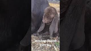 bital shelipalanmahiti शेळीपालन viralvideo उद्योजक [upl. by Nuoras571]