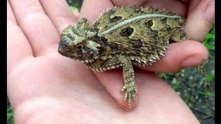 Поимка рогатой жабовидной ящерицы Phrynosoma cornutum [upl. by Berti]