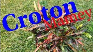 CUIDADOS DEL CROTON Codiaeum Variegatum VARIEDAD MAMEY🍃 [upl. by Novar]