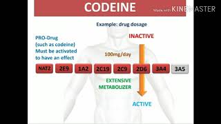 Pharmacologie  2 ème cours  Les antalgiques [upl. by Idnal]