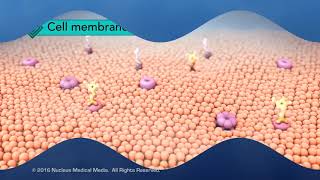 Structure of the Cell Membrane [upl. by Aedni236]