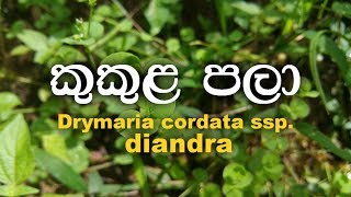 Kukula pala kukulu pala  Drymaria cordata ssp diandra [upl. by Upshaw]