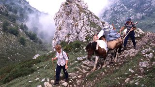 La VIDA DE LOS PASTORES de los Picos de Europa y el queso de Gamoneu  Oficios Perdidos  Documental [upl. by Atworth]