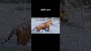 Landless Farmers In Sundarban [upl. by Esikram]