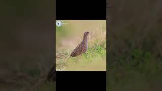 corncrake bird sound call singing [upl. by Alley]