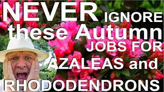 Never Ignore these Autumn Jobs for Rhododendrons and Azaleas [upl. by Zimmermann]