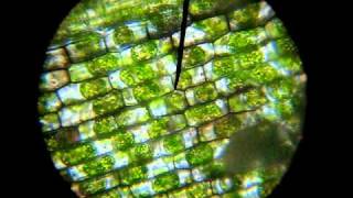 plasmolyse waterpest plasmolysis in Elodea [upl. by Flann]