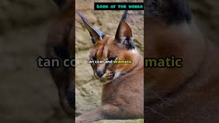 Meet the Caracal Natures Agile Acrobat [upl. by Romelda684]