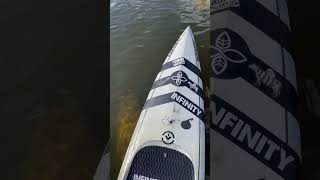 Manatee Tours Miami paddleboard tour Biscayne Bay [upl. by Yenaffit]