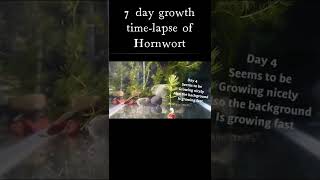 7 Day Growth TimesLapse of HORNWORT Aquarium plant [upl. by Busiek]