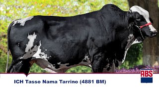 ICH TASSO NAMA TARRINO 4881BM  Touro Girolando 58 ABS [upl. by Lewellen]