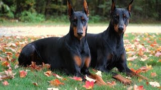 Dobermann tout savoir sur cette race de chien Doberman Pinscher VF [upl. by Yecnuahc]