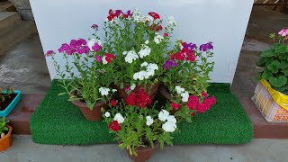 Easy Steps to Grow Phlox Plants From Seeds in Pot🪴SEED TO FLOWERING बीज से फ़्लॉक्स का पौधा उगाएँ🌱 [upl. by Takara]