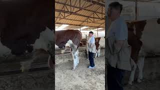 The largest cow of 6 feet height cow cattlefeedmachineatbestpriceinindia animals [upl. by Della]