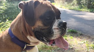 Mazi at the Elkhart Enviro Center Woods amp Studebaker Park [upl. by Elleirad]