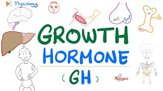 Growth Hormone GH  Somatotropin  Dwarfism Gigantism Acromegaly  Endocrine Physiology [upl. by Smallman]