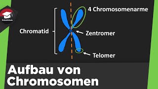 Aufbau von Chromosomen einfach erklärt  Form Chromatin Spiralisierung der DNA  Zusammenfassung [upl. by Chatterjee162]