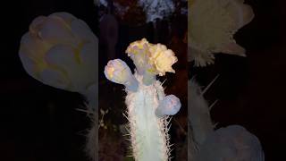 Pilosocereus leucocephalus 🇧🇷 Flores nocturnas [upl. by Alfonso324]