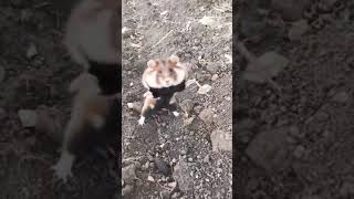 Wild hamster surprises filmer with defensive jumps in Russia [upl. by Petronille81]