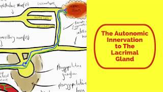 The Autonomic Innervation to The Lacrimal Gland [upl. by Sharia]