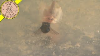 Triops World Video 7  Eating Bugs  Water Cleaning [upl. by Atsylak897]